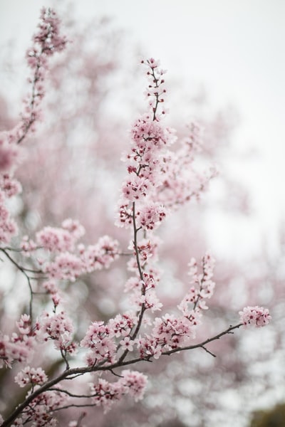 选择聚焦摄影的樱花在白天
